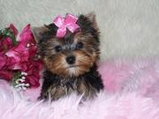 2 Male and female teacup yorkie puppies available