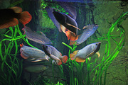 Asian Arowana Super Red Chilli Red Arowana And Other Aros Fishes Now R