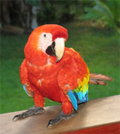 Hand Raised Scarlet Macaw Parrots For sale