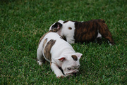 Cute and Adorable English Bulldog puppies ready to be rehomed