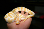 1.1Piebald ball and albino pythons for sale