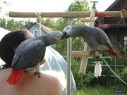 African Gray Parrots For Adoption(Re-Home)