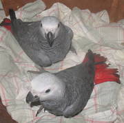 Gorgeous X-Mas Baby Congo African Grey Parrots Ready !!!!! 