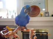 Healthy Tamed Hyacinth Macaw Parrots For Adoption