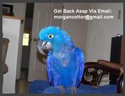 Lovely Hyacinth Macaws For Adoption