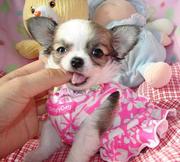 Gorgeous Pedigree Chihuahua