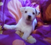Very Cute Jack Russell Terrier Puppy