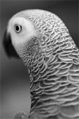 gray parrot for adoption 