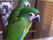 2 Severe Macaws