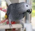 TALKING AFRICAN GRAY PARROTS FOR FREE ADOPTION