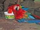 Pair of scarlet macaw parrots for adoption